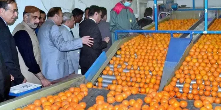 Pakistan Exports 6,000 Tonnes of Kinno to Middle East, Sri Lanka, and Phillipines in Just 10 Days