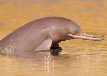 Pakistan To Launch 5 Year Plan To Protect Indus River Dolphin
