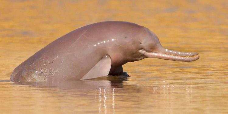 Pakistan To Launch 5 Year Plan To Protect Indus River Dolphin
