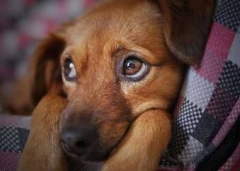 Pakistan to Introduce International Animal Rights Law as University Course