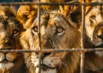 Punjab Wildlife Rangers Rescue Over 35,000 Animals and Birds in One Year