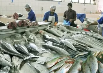 Seafood exports to EU states unlikely to resume next year