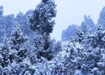 Trees loaded with snow in the green mountainous ranges of South Waziristan. &mdash; AK Wazir