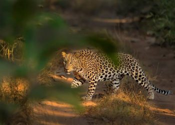 Students Panic! Leopard Roams Inside Islamabad’s International Islamic University