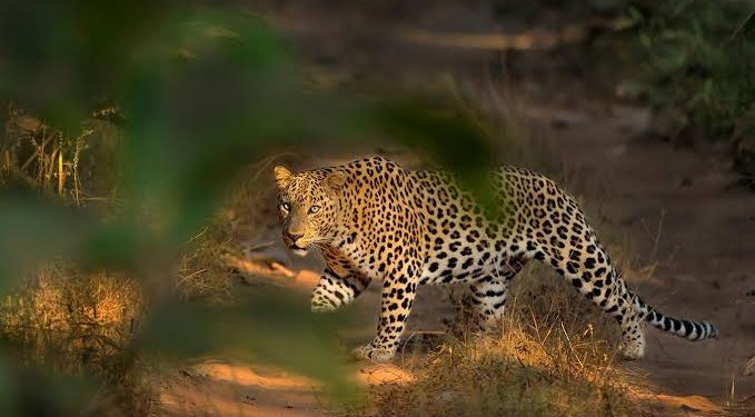 Students Panic! Leopard Roams Inside Islamabad’s International Islamic University