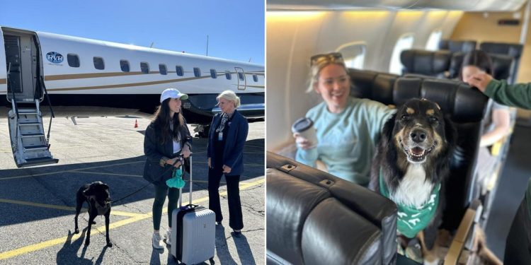 This 'Shark Tank'-backed airline lets big dogs fly in the cabin. Fares average $775.