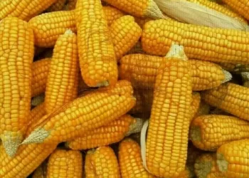 Corn heads for biggest weekly loss since July on abundant supply