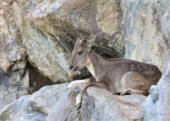 Historic Ever! US Citizen Becomes First Ever to Hunt Grey Goral For $54,500 in KP