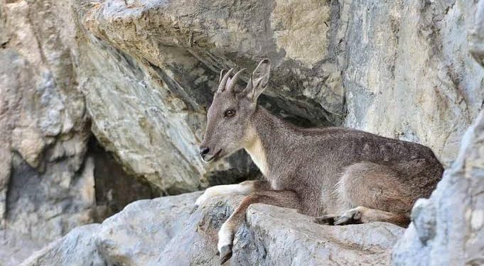 Historic Ever! US Citizen Becomes First Ever to Hunt Grey Goral For $54,500 in KP