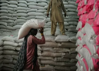 India’s 2025 rice exports surge to near record as curbs lifted