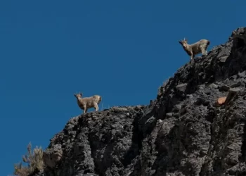 Markhor sighted in AJK game reserve along LoC