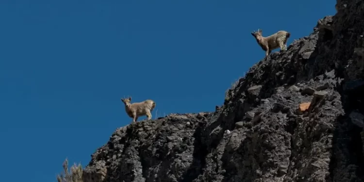 Markhor sighted in AJK game reserve along LoC