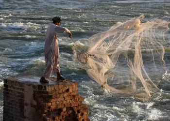 Minister admits power costs, shortages are undermining Pakistan’s fisheries exports