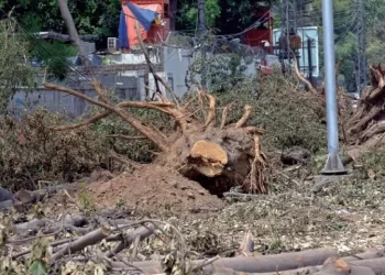 PHA imposes ban on tree cutting, pruning in Lahore city district