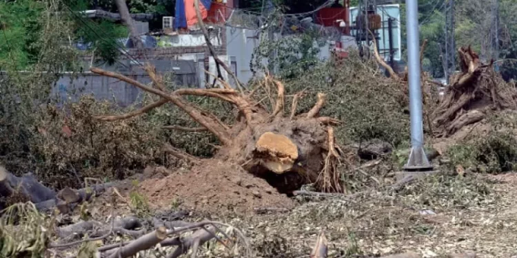 PHA imposes ban on tree cutting, pruning in Lahore city district