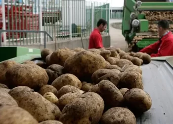 Punjab potato growers face collapse as oversupply deepens: experts urge export subsidy