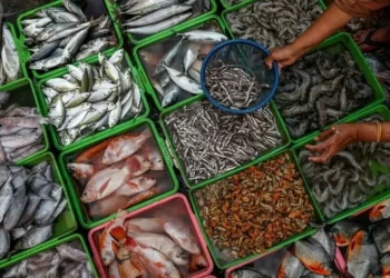 USD60-80m seafood processing, export zone will be set up: minister