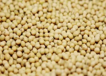 Chicago soybeans extend rally on China buying hopes