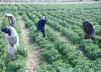 Growers urge cooperative farming to boost agriculture, food security