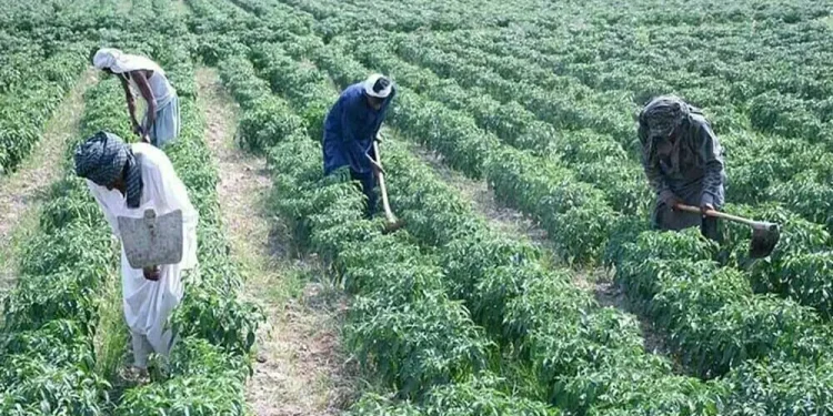 Growers urge cooperative farming to boost agriculture, food security