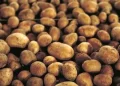 Kazakhstan hints at importing 50,000 tonnes of potatoes