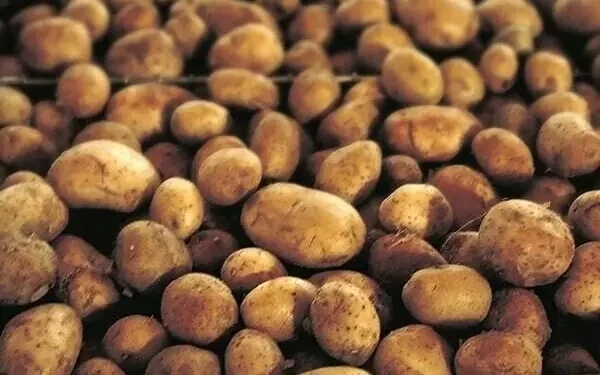 Kazakhstan hints at importing 50,000 tonnes of potatoes