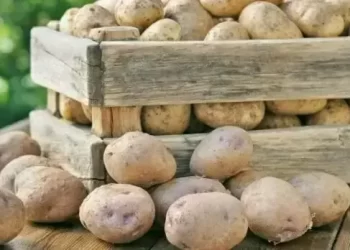 Kazakhstan shows interest in importing 50,000 tonnes of potatoes from Pakistan: ministry