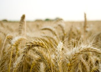 Pakistan, China Expand Agricultural Cooperation Through IUB-CAAS Partnership