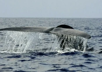 Pakistan secures $3mn GEF funding for marine biodiversity, sustainable fisheries