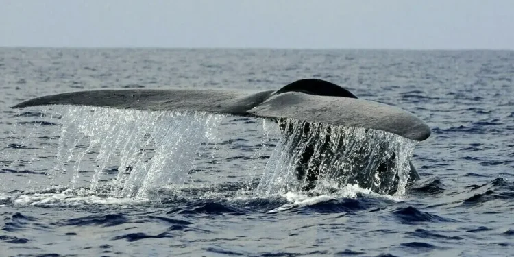 Pakistan secures $3mn GEF funding for marine biodiversity, sustainable fisheries