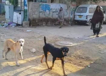 Rabid dog mauls five in Hazro