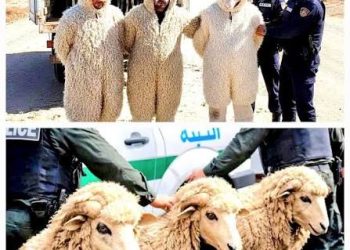 Algeria Arrests Three Men Trying to Entrr Spain as Sheep