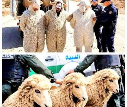 Algeria Arrests Three Men Trying to Entrr Spain as Sheep