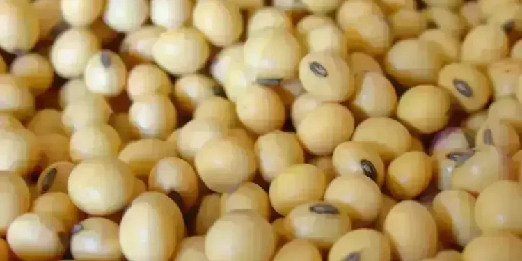 CBOT soybeans edge lower on China demand uncertainty, Brazil harvest