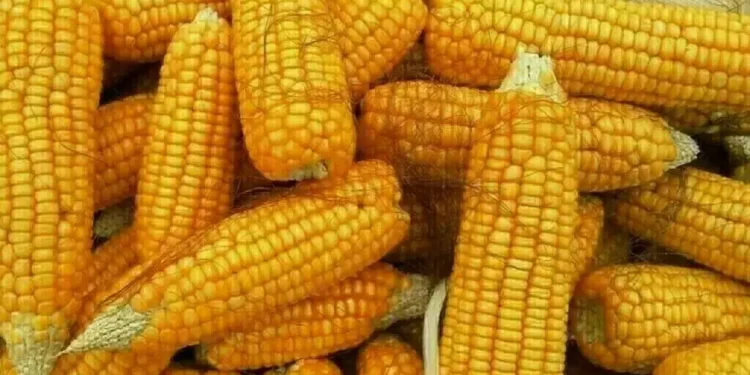 Chicago corn falls, tracking losses in crude oil - Markets