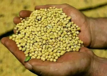 Chicago soybeans fall as Trump-Xi meeting delay dampens Chinese demand hopes