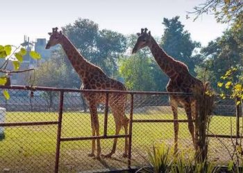 Crowd Craze! Lahore Zoo Generates Record Revenue of Rs1. 4 Billion in 3 Days