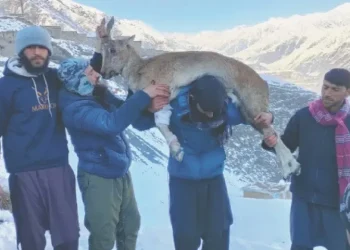 Training on wildlife poaching held in Chitral