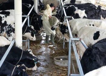 Govt mulls reducing dairy GST to 10% on minister’s directive