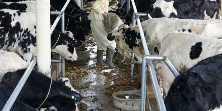 Govt mulls reducing dairy GST to 10% on minister’s directive