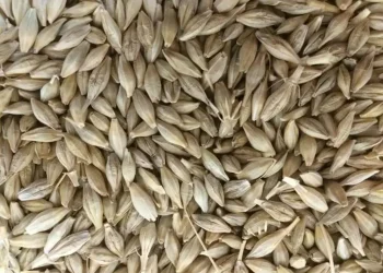 Jordan tenders to buy 120,000 metric tons feed barley, traders say - Markets