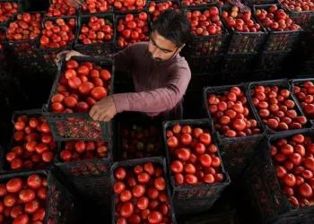 Pakistan pushes climate–commerce integration to secure food supply system