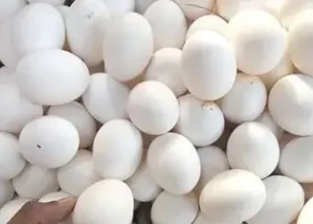 SECP approves Wahdat Poultry Farms IPO